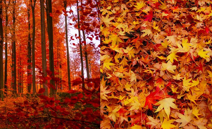 Un véritable enchantement de couleurs…